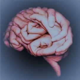 afbeelding handen in de vorm van hersenen