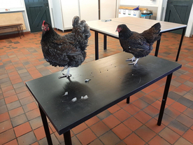 afbeelding tafel met 2 kippen erop
